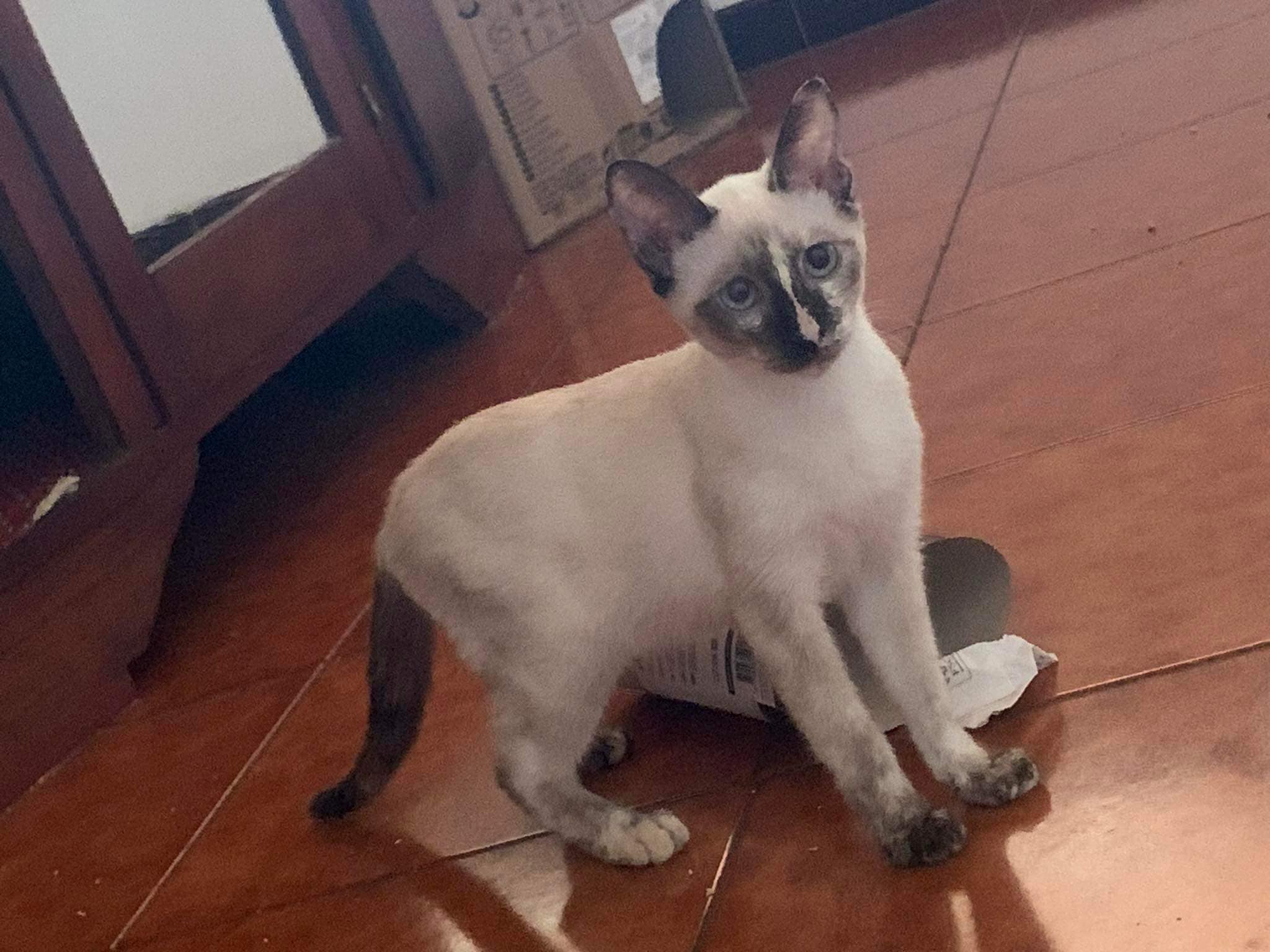 Toupi