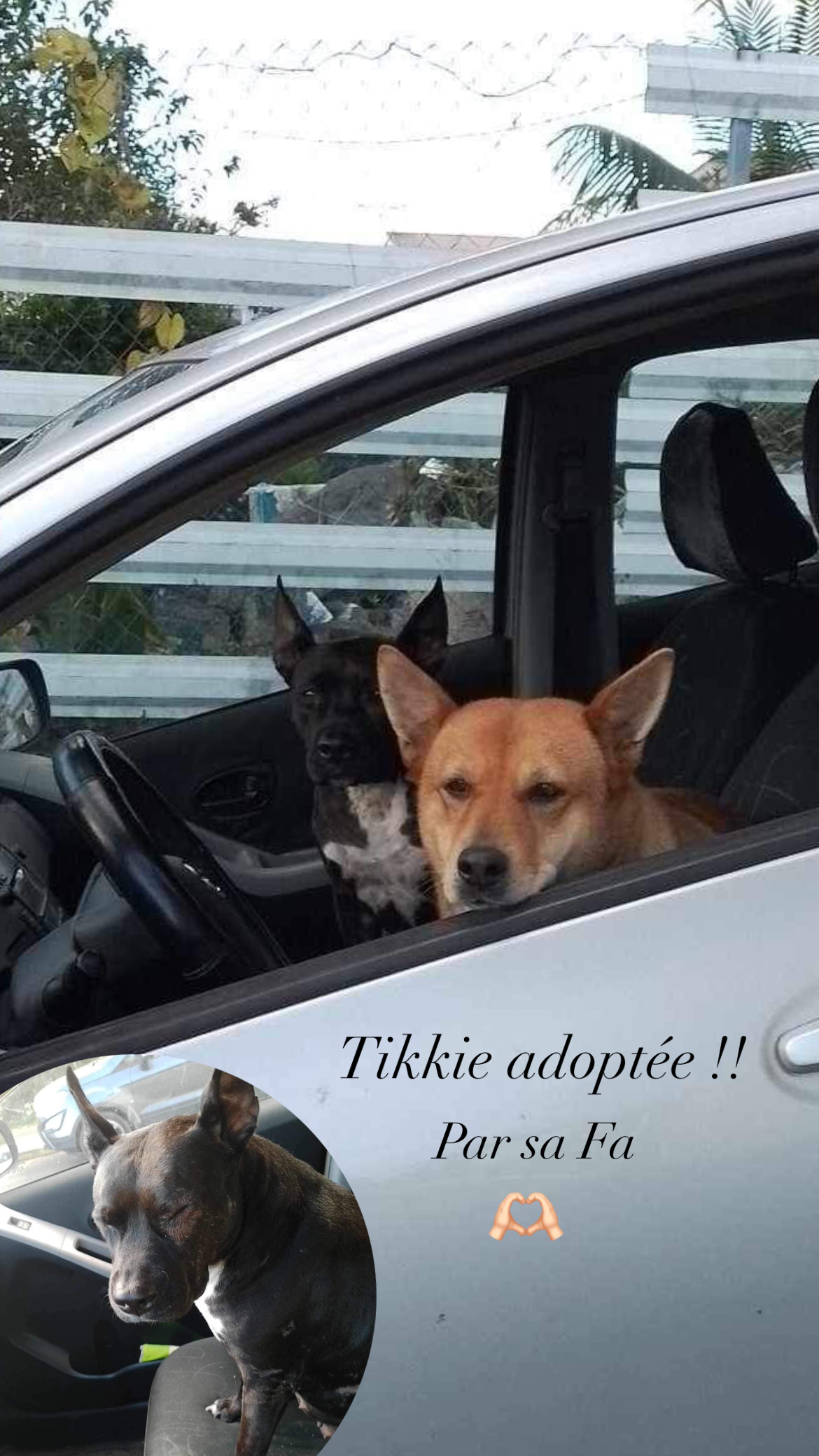 Tikkie