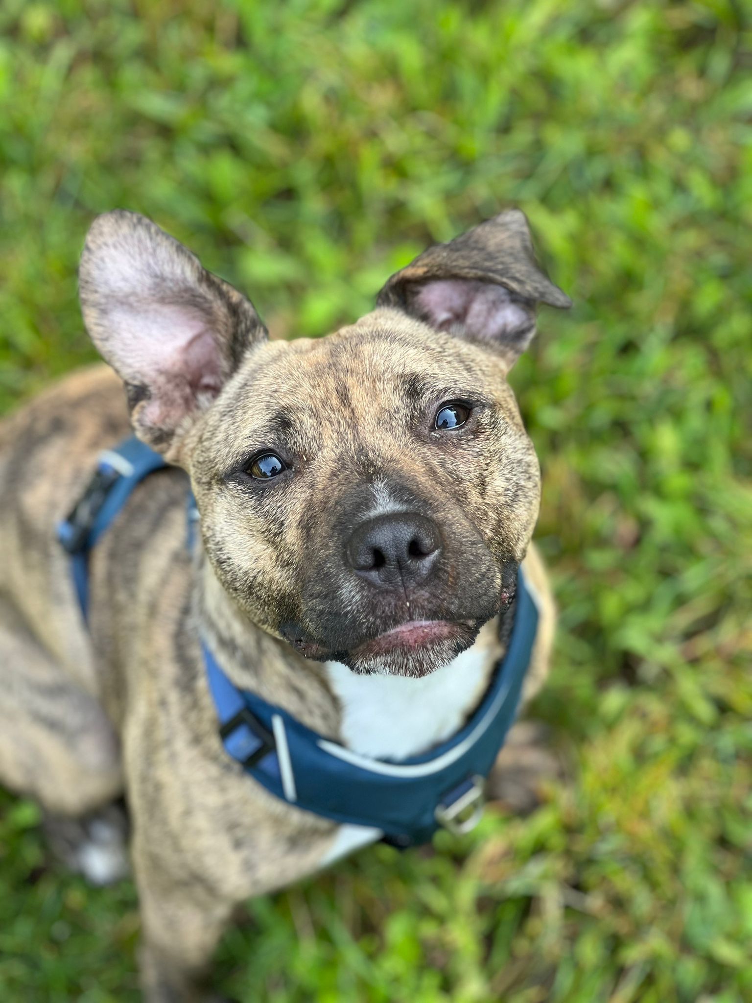 Rocco