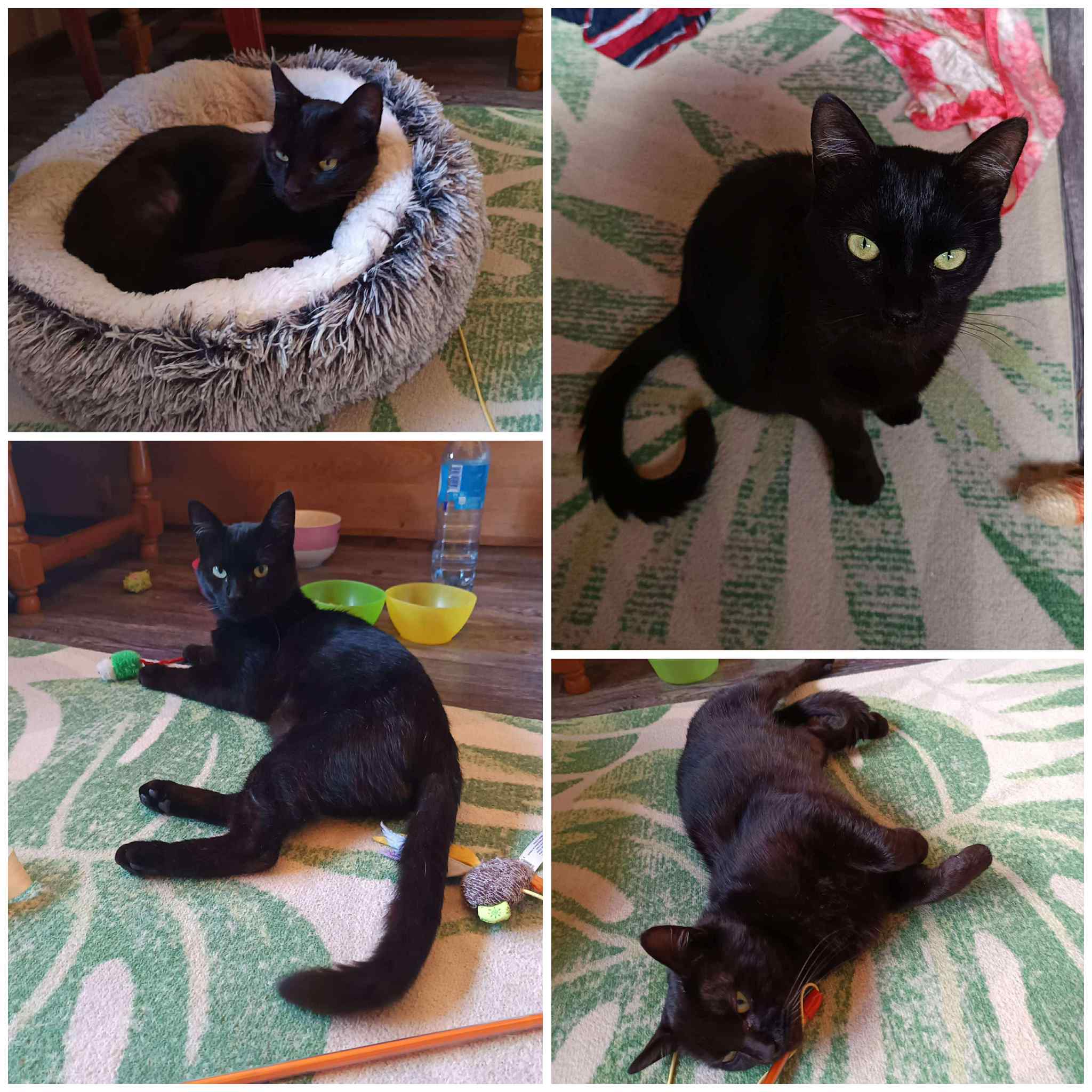 Zak