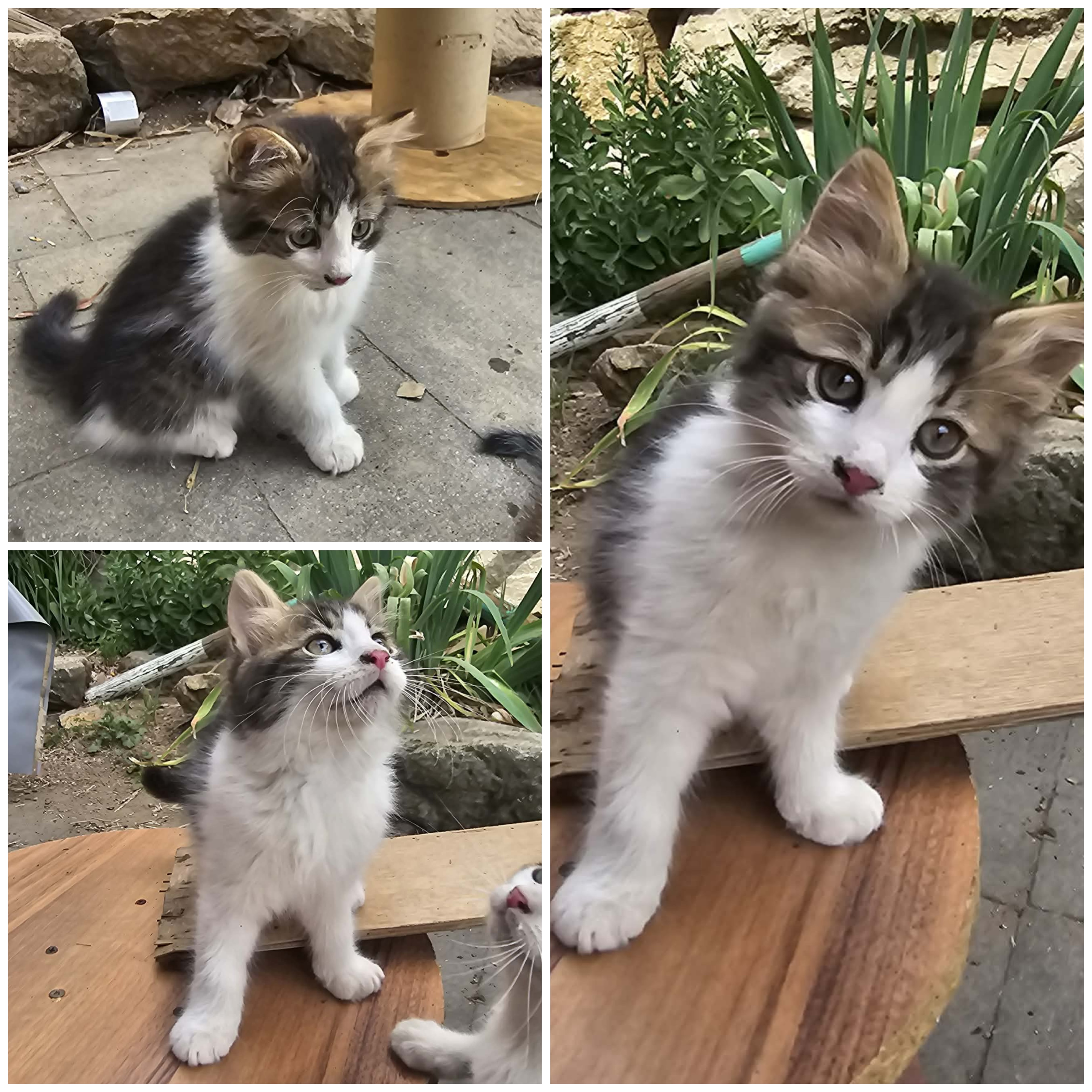 Bilbo