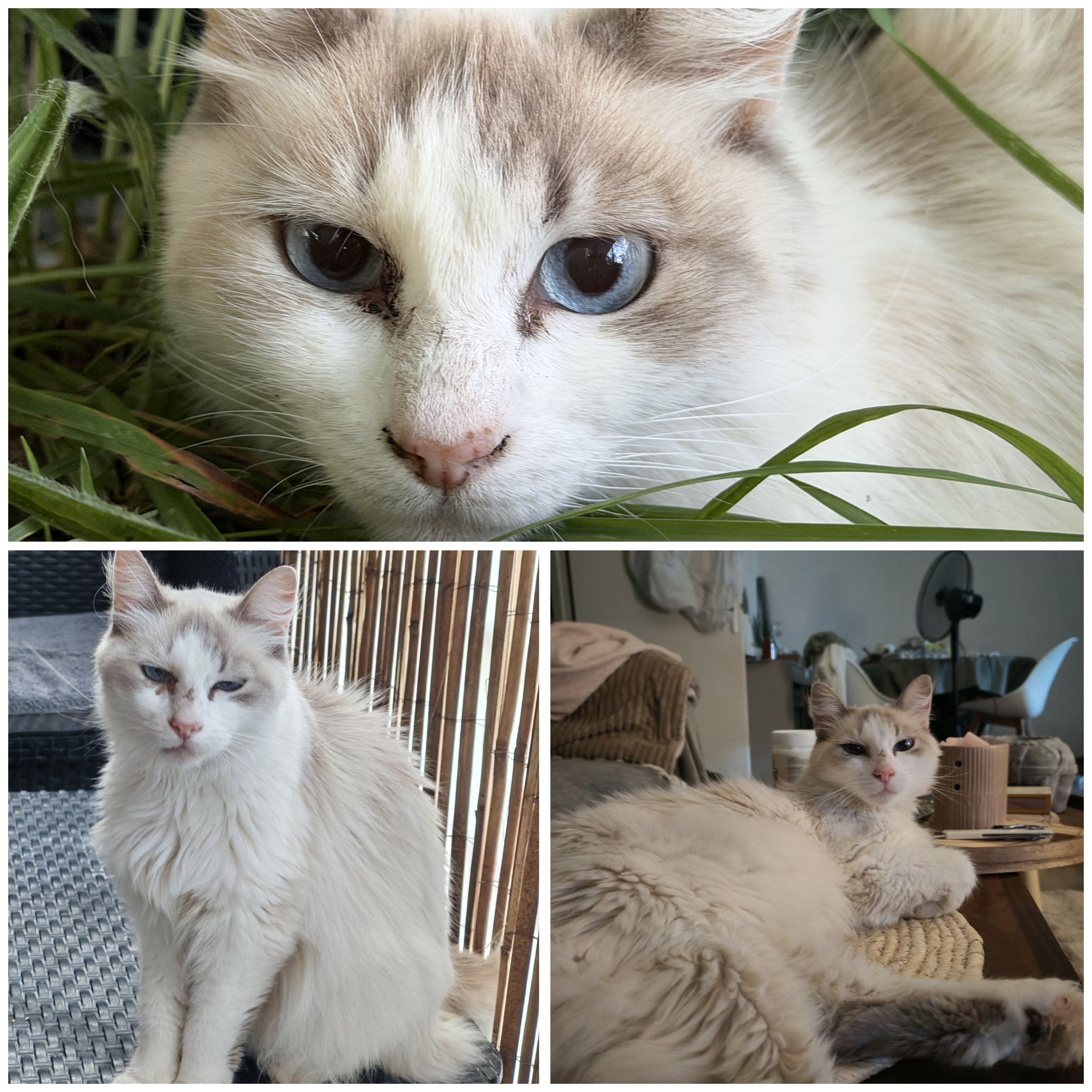 Louna