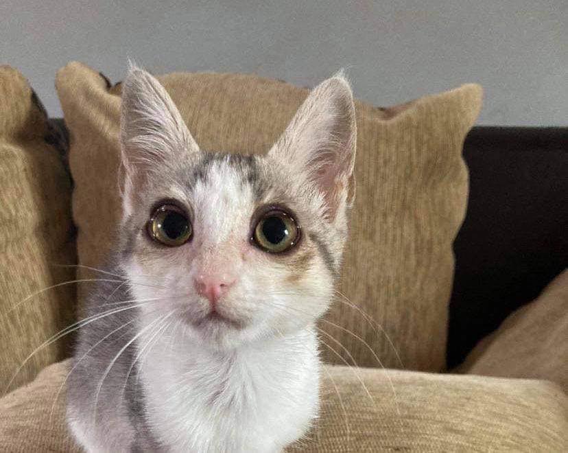Nos adoptés